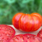 TOMATO 'Solar Flare'