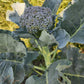BROCCOLI 'Solstice'
