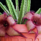 Stapelia hirsuta --Starfish flower--