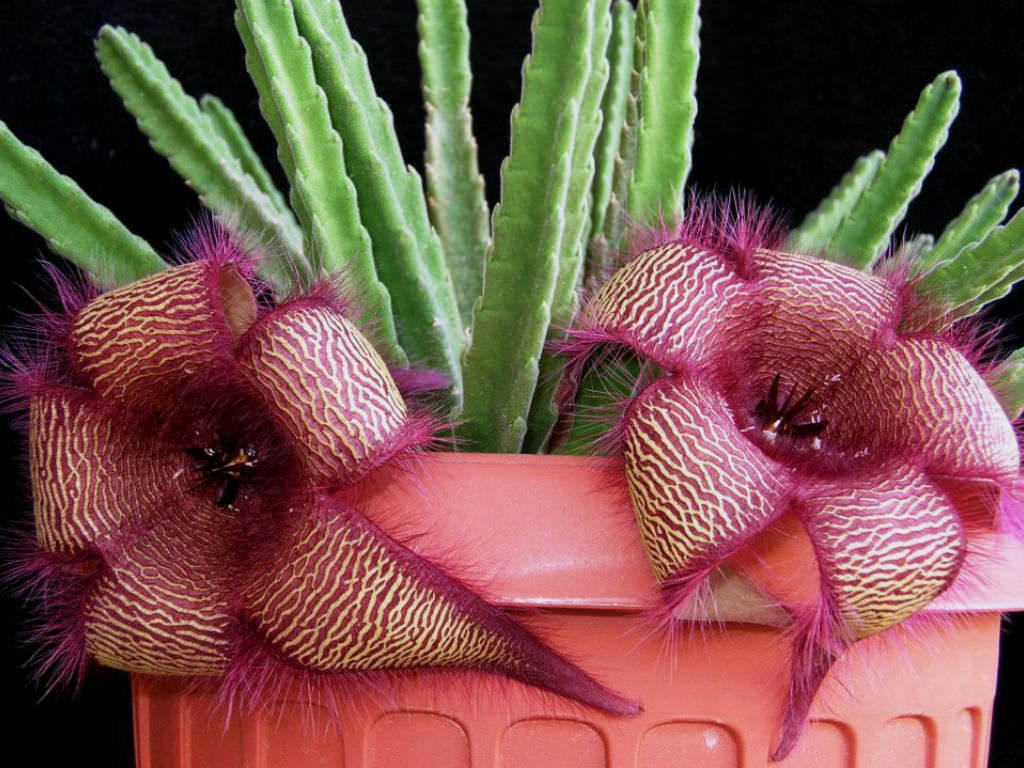Stapelia hirsuta --Starfish flower--