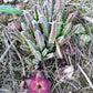 Stapelia hirsuta --Starfish flower--