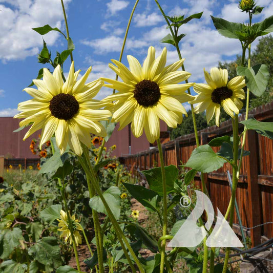 SUNFLOWER 'Ice Cream'