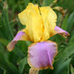 Iris germanica --Sunset Sky Bearded Iris--