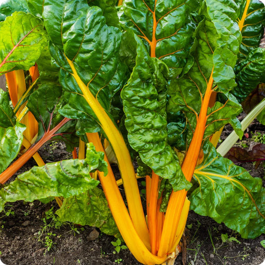 CHARD 'Orange'