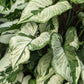 Syngonium podophyllum --Three Kings Arrowhead Vine--