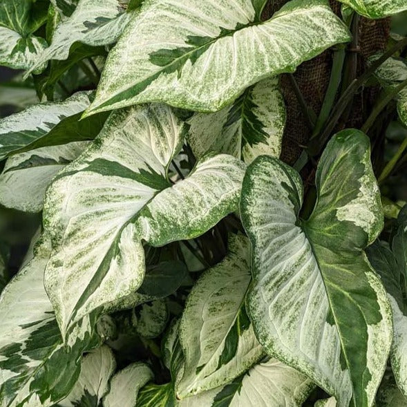 Syngonium podophyllum --Three Kings Arrowhead Vine--