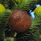 MONKEY PUZZLE TREE --Araucaria araucana--