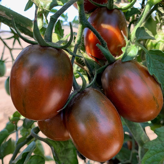 TOMATO 'Black Plum'