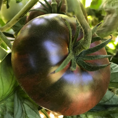 TOMATO 'Black Sea Man'