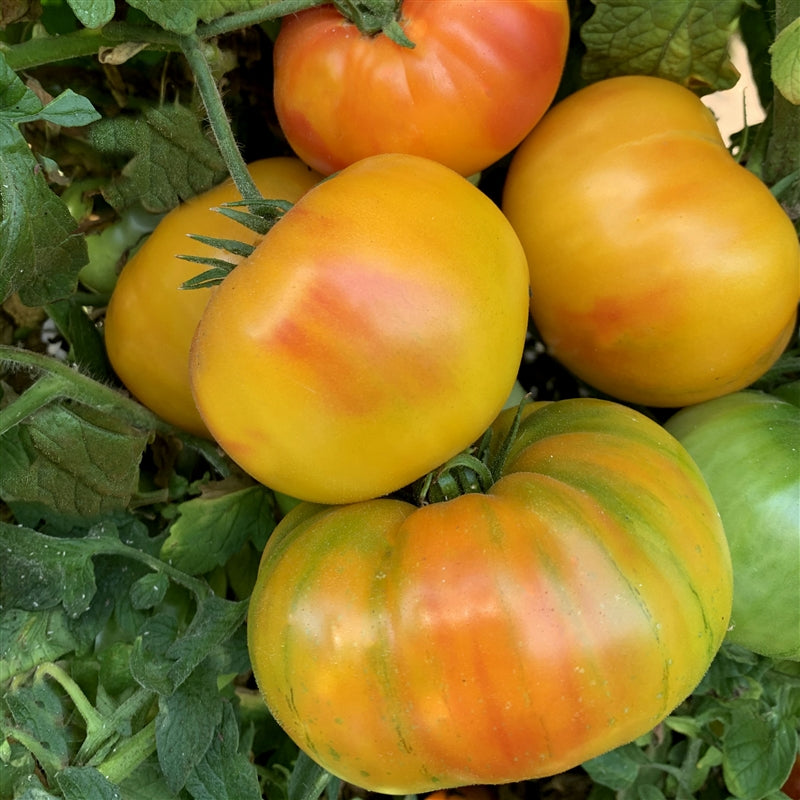 TOMATO 'Marvel Striped'