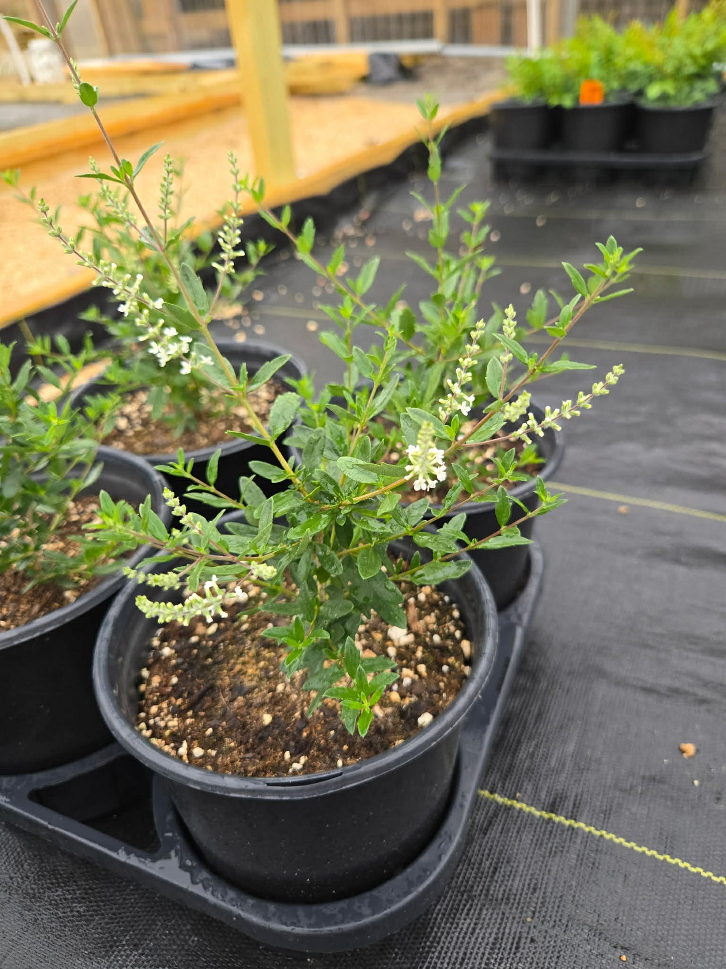Aloysia gratissima --Texas Bee Bush--