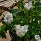 Rosa chinensis v. minima --White Clusters Double Rose--