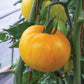 TOMATO 'Pork Chop'