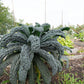 KALE 'Toscano Dinosaur'