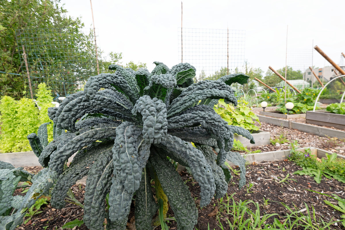 KALE 'Toscano Dinosaur'