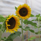 SUNFLOWER 'Taiyo'