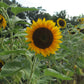 SUNFLOWER 'Taiyo'