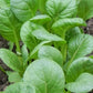 ASIAN GREENS 'Spooner Tat Soi'