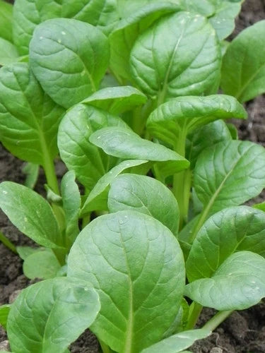 ASIAN GREENS 'Spooner Tat Soi'