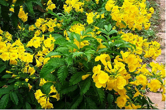 Tecoma stans 'Nana' --Dwarf Yellow Bells Esperanza--