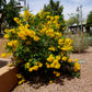 Tecoma stans 'Nana' --Dwarf Yellow Bells Esperanza--