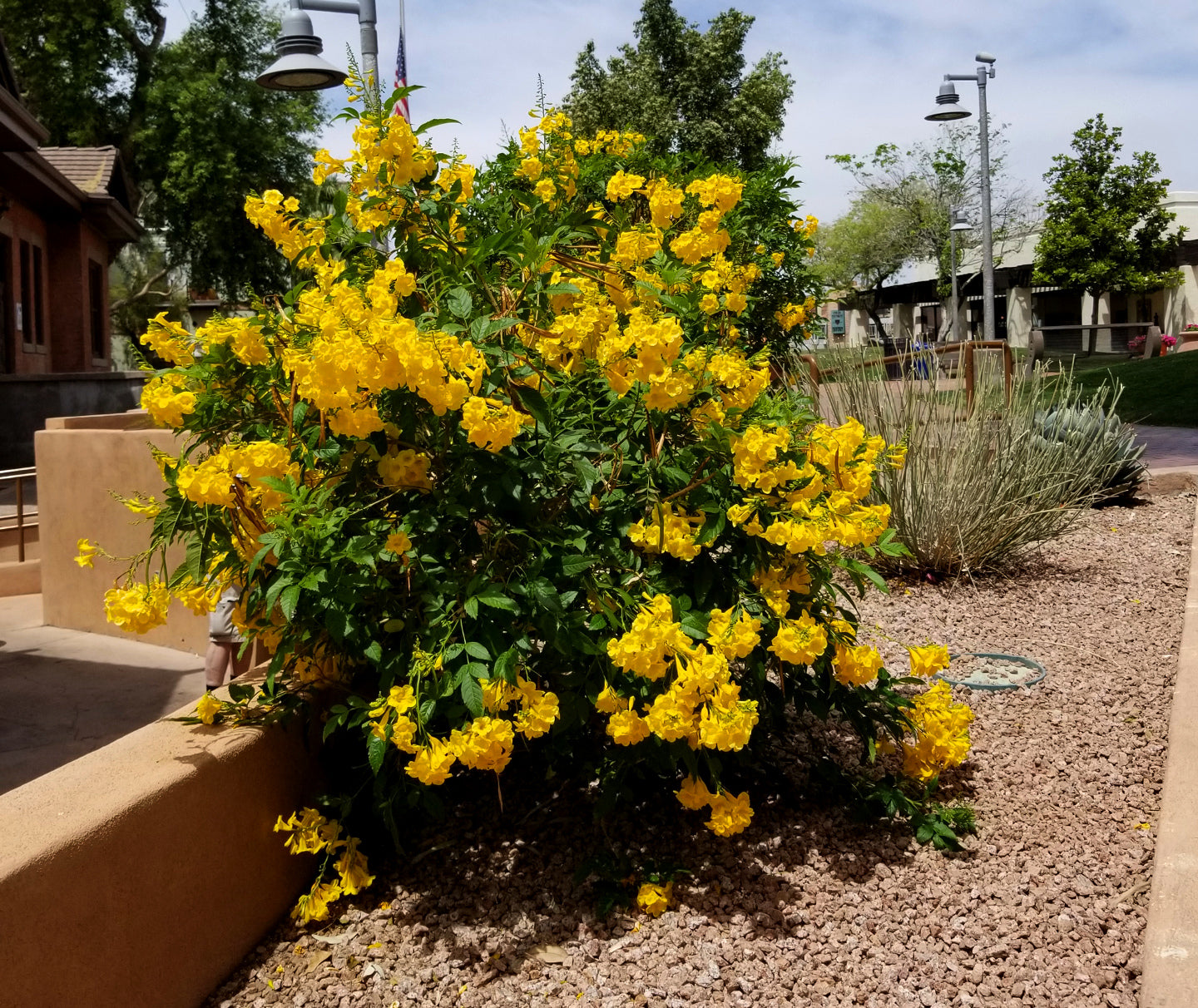 Tecoma stans 'Nana' --Dwarf Yellow Bells Esperanza--