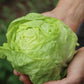 LETTUCE 'Tennis Ball'