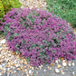 Teucrium aroanium --Creeping Germander--