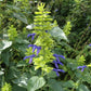 Salvia mexicana --Mexican Sage--