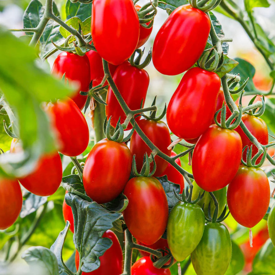 TOMATO 'Cherry Roma'