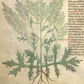 MUGWORT 'Common' --Artemisia vulgaris--