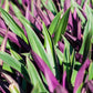 Rhoeo Spathacea --Discolor Moses-in-the-Cradle--