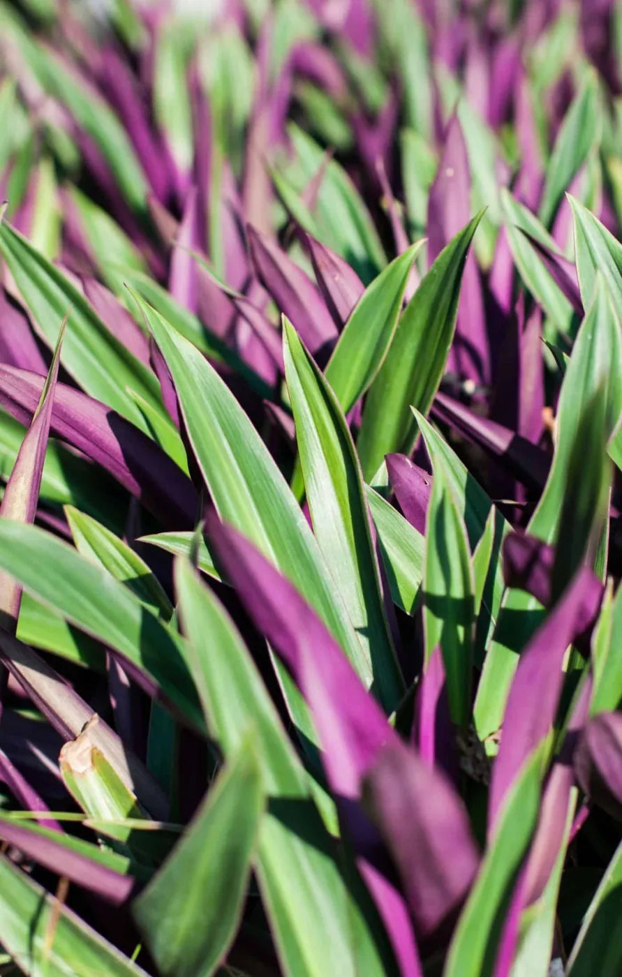 Rhoeo Spathacea --Discolor Moses-in-the-Cradle--