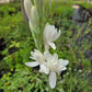 Polianthes tuberosa --Cream Tuberose--