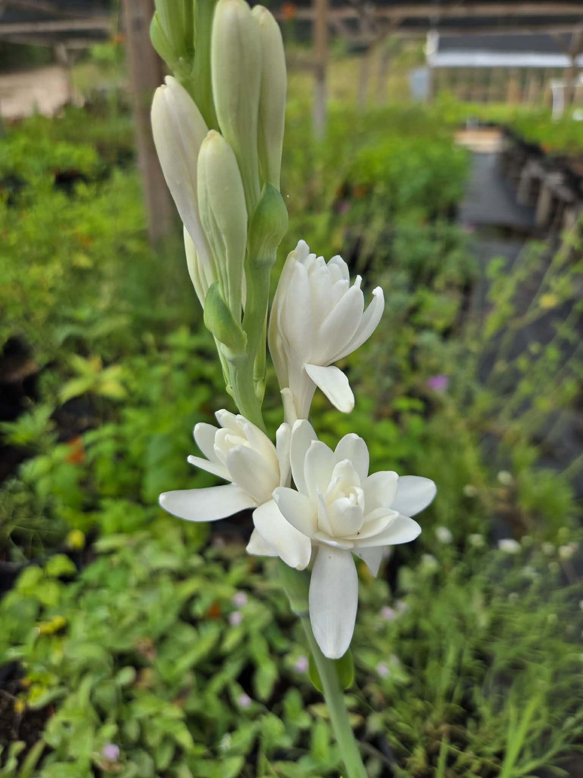 Polianthes tuberosa --Cream Tuberose--