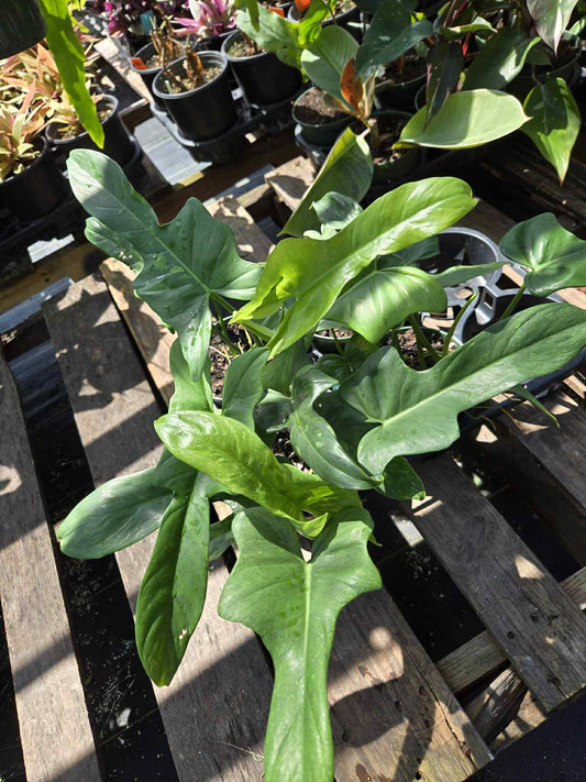 Philodendron bipennifolium 'Splash Gordon'