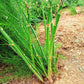 ASPARAGUS 'UC 72' --Asparagus officinalis--