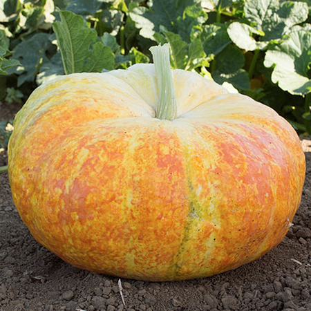 PUMPKIN 'Ugly Duckling'