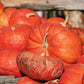 PUMPKIN 'Ugly Duckling'
