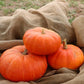 PUMPKIN 'Ugly Duckling'