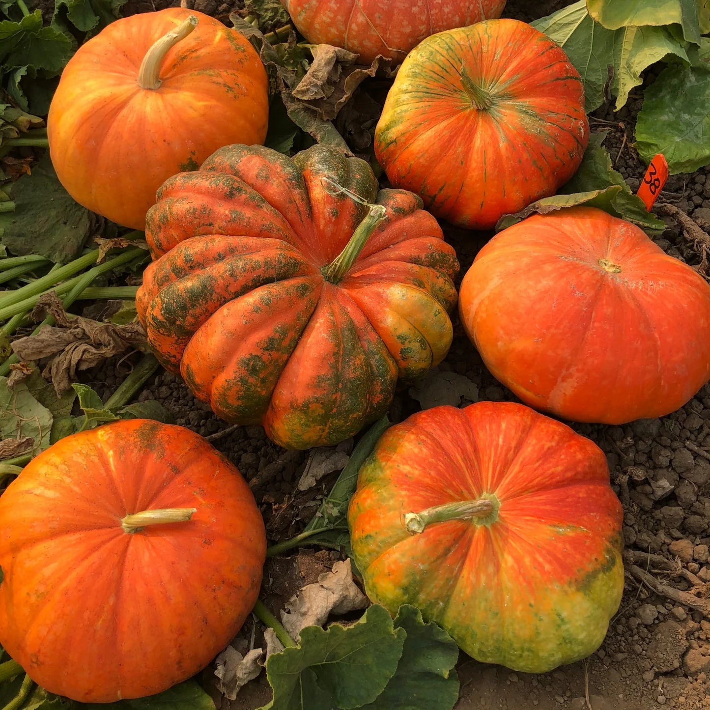 PUMPKIN 'Ugly Duckling'
