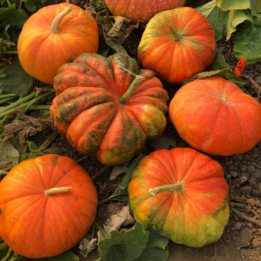 PUMPKIN 'Ugly Duckling'