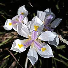 Dietes grandiflora --Butterfly Iris--