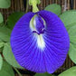 PEA 'Blue Queen Butterfly' --Clitoria ternatea--