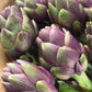 ARTICHOKE 'Purple of Romagna'
