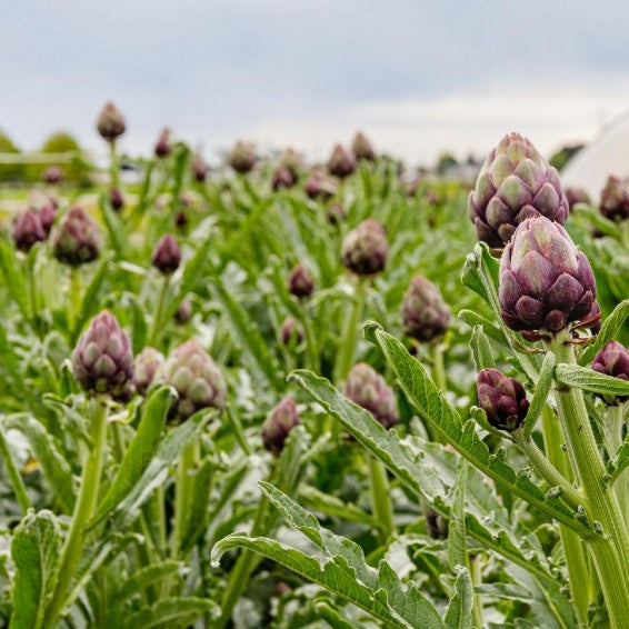 ARTICHOKE 'Purple of Romagna'