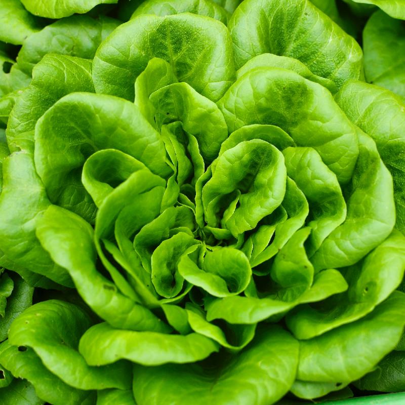 LETTUCE 'Summer Bibb'
