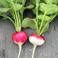 RADISHES 'Sparkler White Tip Red'