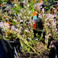 Agastache --Light Pink Hyssop--