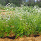 VALERIAN --Valeriana officinalis 'Select'--
